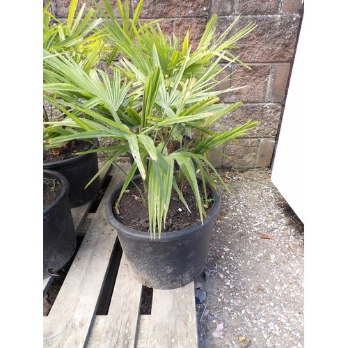 67 - Two potted mature Umbrella Palms