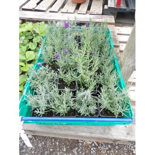 120 - A tray (twenty) of Lavender plants