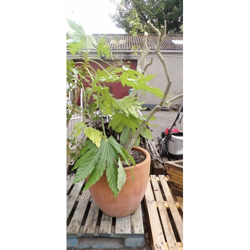 127 - A large circular terracotta planter containing a shrub