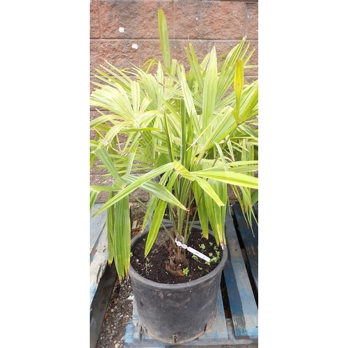 73 - Three mature potted Umbrella Palms