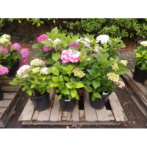 82 - Six potted mature flowering Hydrangea