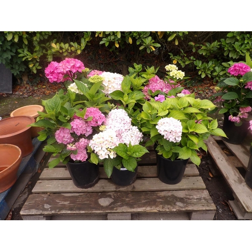 83 - Six potted mature flowering Hydrangea