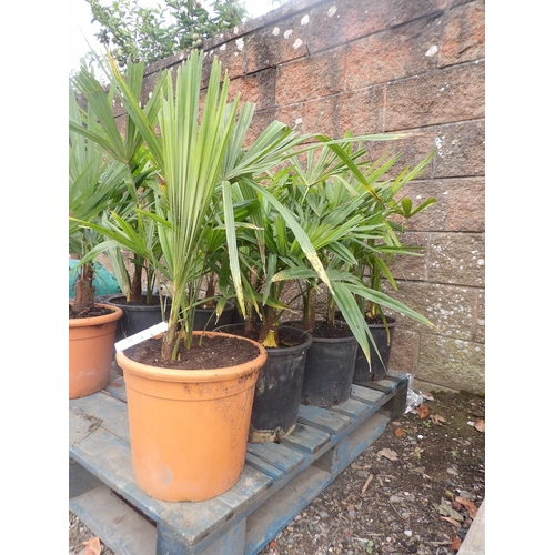 64 - Four potted mature Umbrella Palms