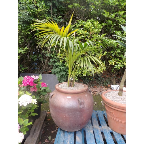 73 - A large and substantial Ali Baba stone ware pot planted with a Kentia Palm