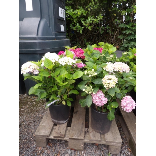 75 - Six potted mature flowering Hydrangea