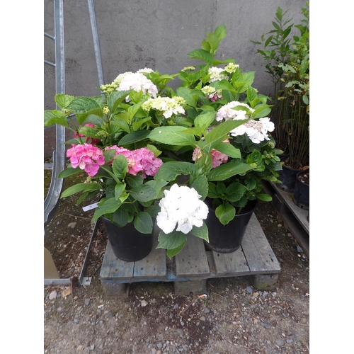 76 - Six potted mature flowering Hydrangea