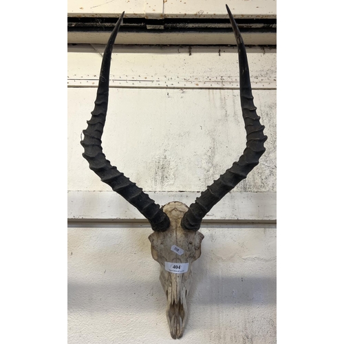 404 - An Antelope skull and horns