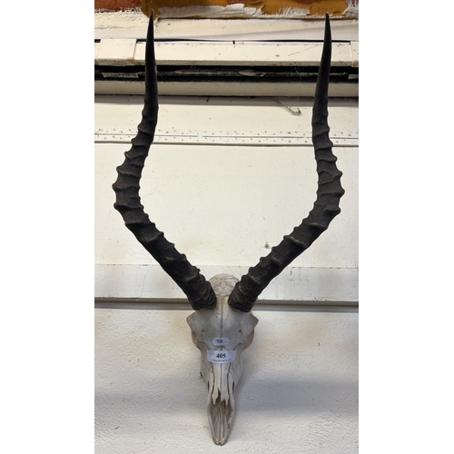 405 - An Antelope skull and horns