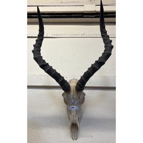 406 - An Antelope skull and horns