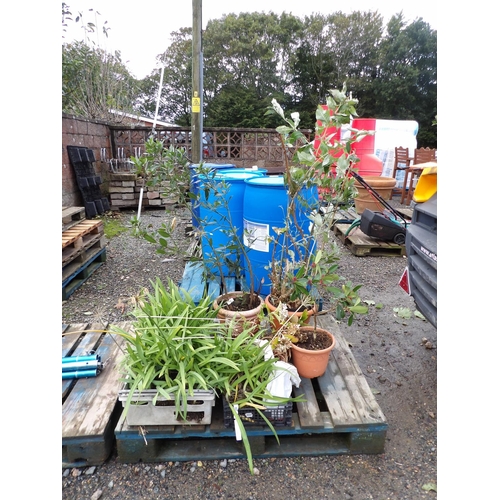 52 - An assortment of Agapanthus, Buddleia, Rhododendron and other shrubs and plants