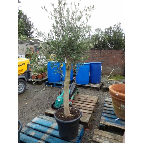 58 - An Olive tree (180cm tall approx)