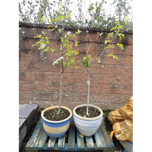 68 - Two Magnolia (Fairy White) shrubs both contained within salt glazed stone ware planters