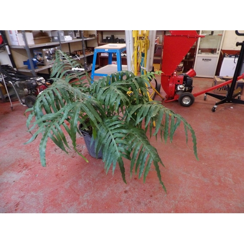 150 - A large potted Fern