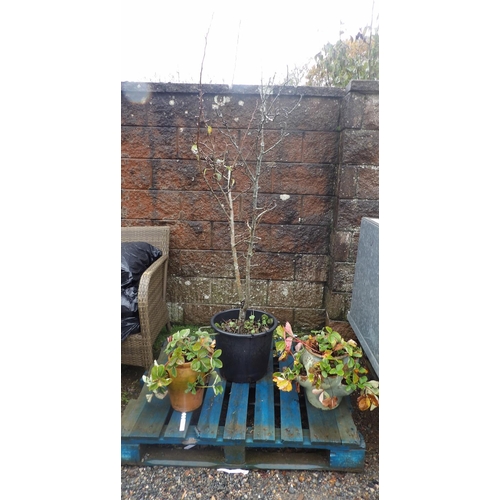 49 - A fruit tree together with two planted terracotta strawberry pots