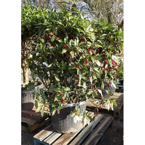 20 - A large potted Japanese Laurel