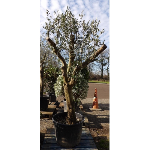 24 - A mature potted Olive tree