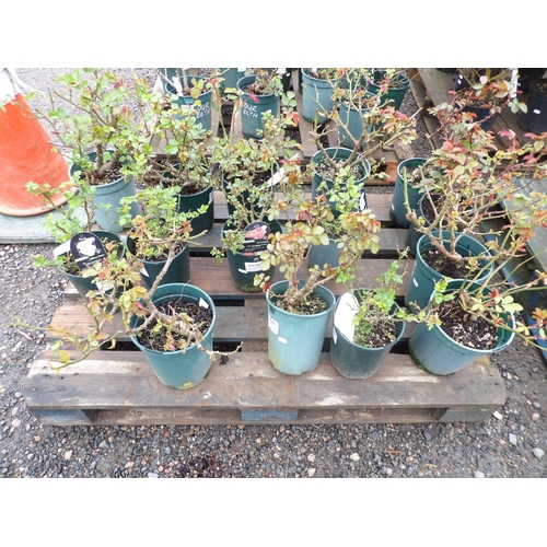 Lot 49        