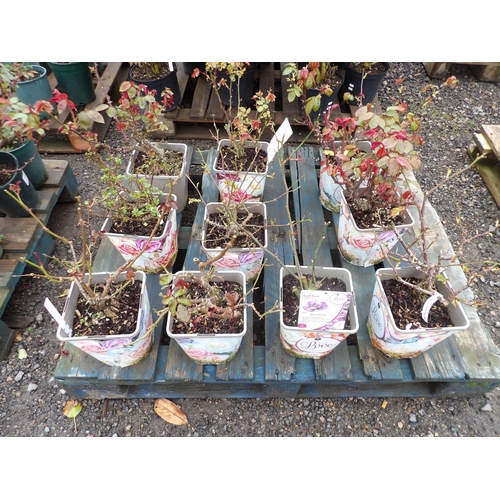 Lot 50        