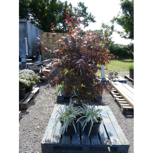 Lot 28        