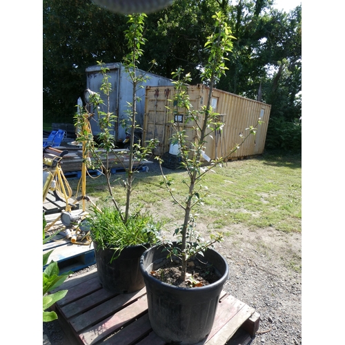 Lot 33        