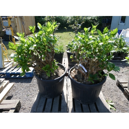 Lot 34        