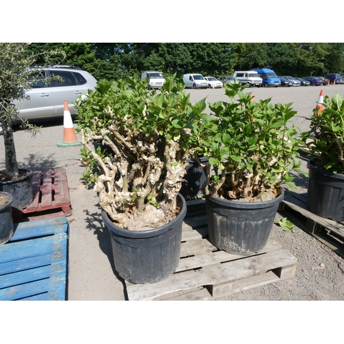 Lot 35        