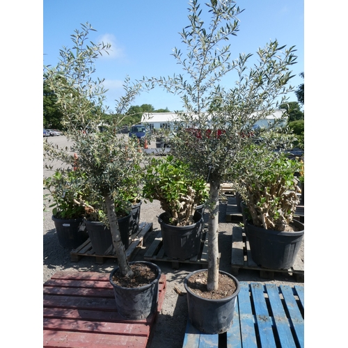 Lot 42        
