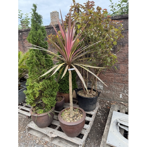 68 - Three Conifers, a Ficus and another shrub