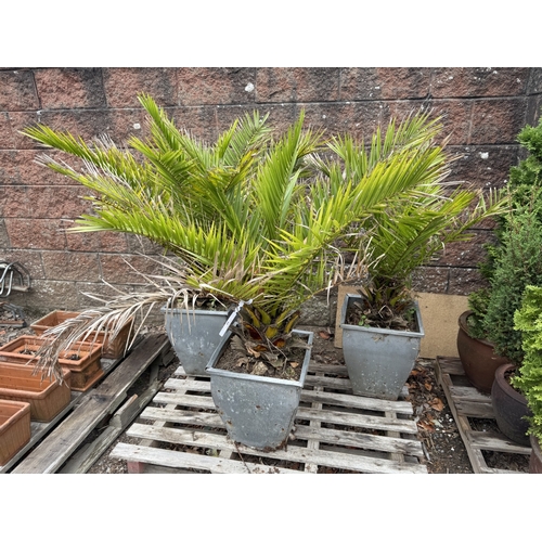 69 - Three Date Palms