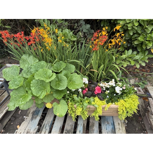 74 - Two planted flower troughs together with other assorted plants