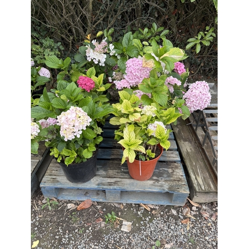 76 - Six mature flowering Hydrangea