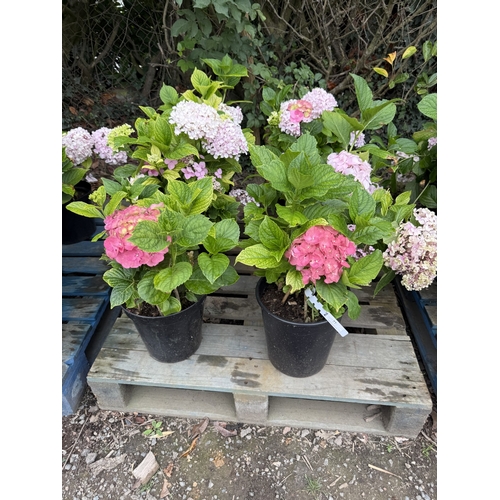 77 - Six mature flowering Hydrangea