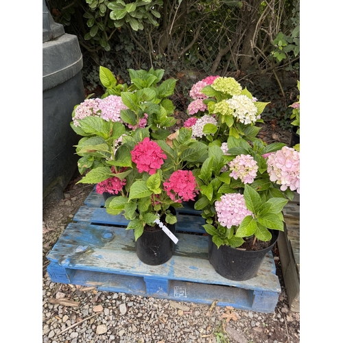 78 - Six mature flowering Hydrangea