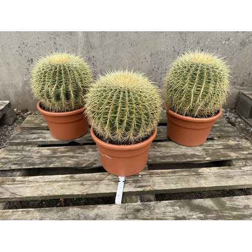83 - Three Golden Barrel Cacti of large proportion