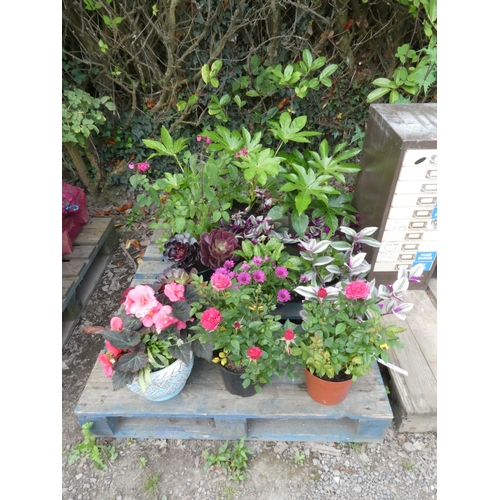 104 - An accumulation of potted plants