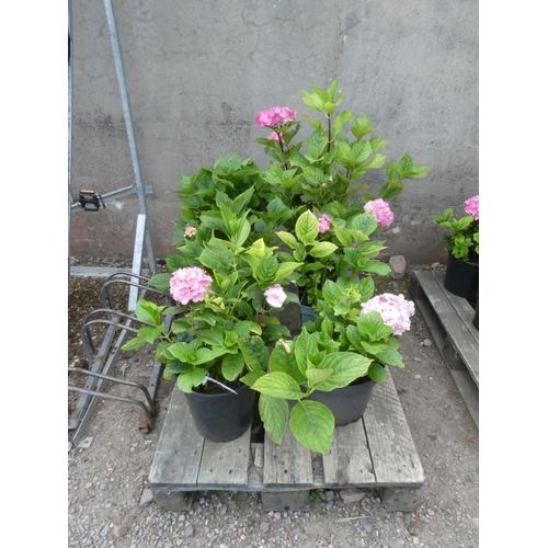 107 - Six mature flowering Hydrangea shrubs