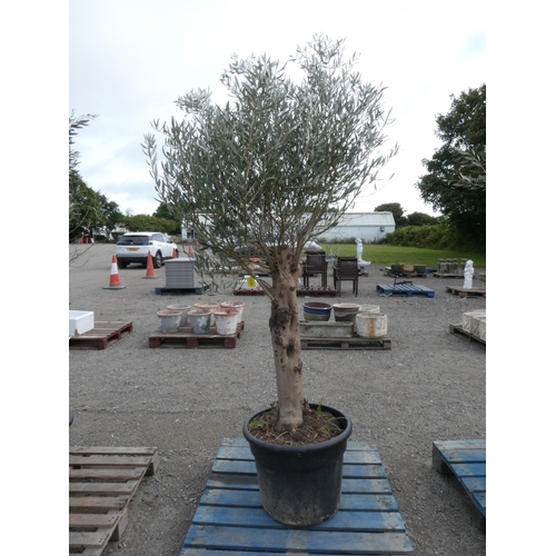 61 - A mature potted Olive tree