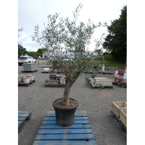 62 - A mature potted Olive tree