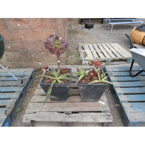 84 - A pair of composite planters of square tapered form containing a succulent and other plants