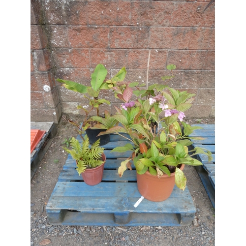 90 - Four assorted shrubs