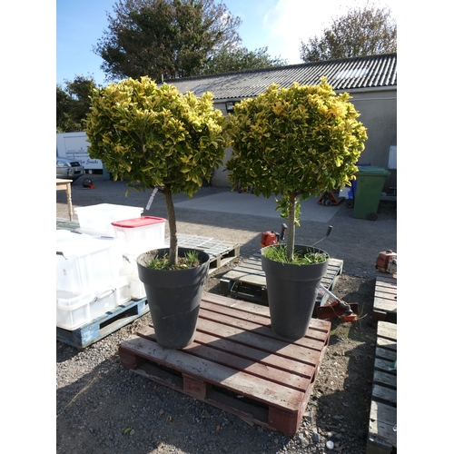 Lot 120       