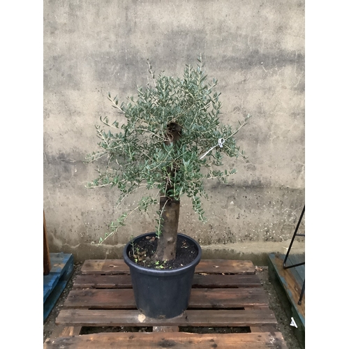 60 - A mature Olive tree