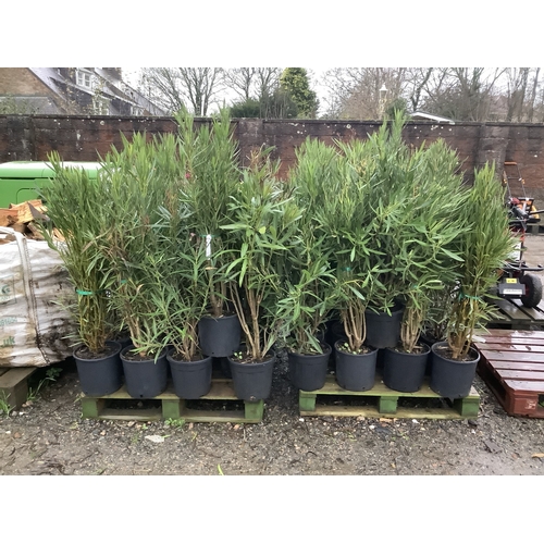 78 - Sixty three Oleader plants