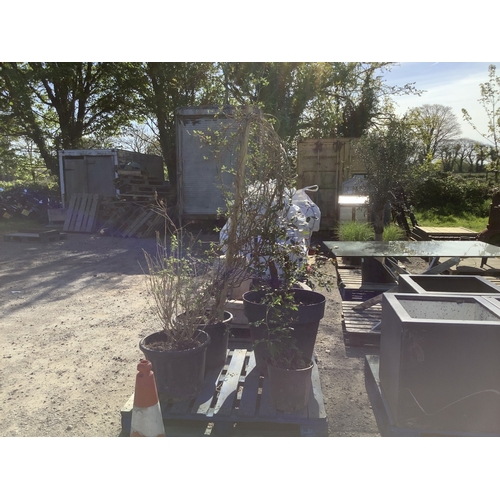 28 - 4 assorted shrubs