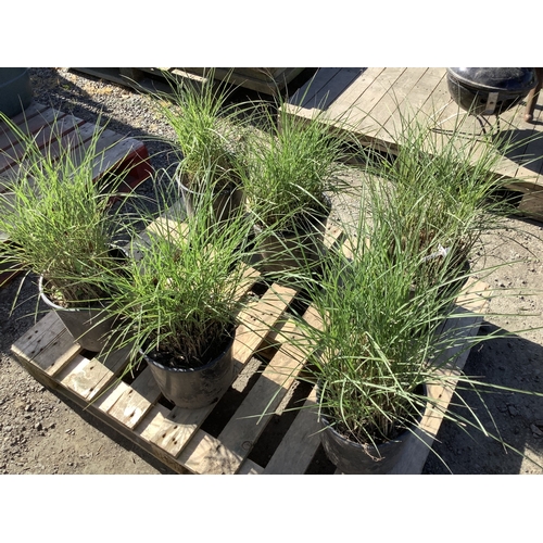 35 - 6 pots of ornamental grasses