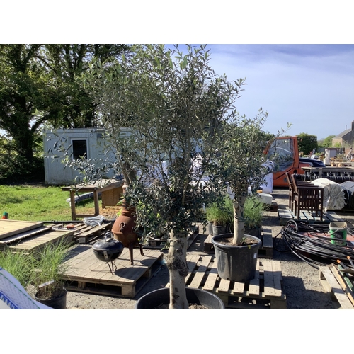 36 - A mature Olive Tree
