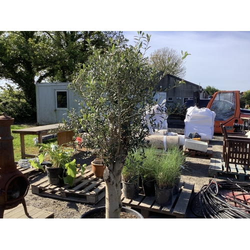 37 - A mature Olive Tree
