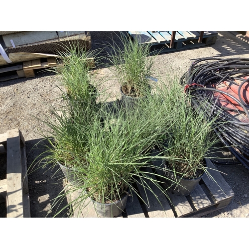 47 - 8 pots of ornamental grasses