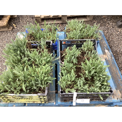 106 - Four trays of Yarrow