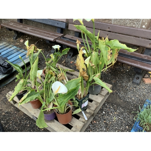 107 - Eight Arum Lilies